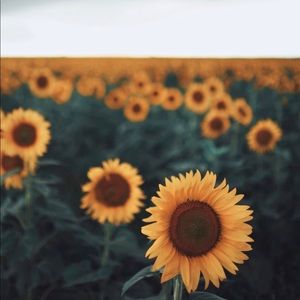 Meet your Posher, Savannah